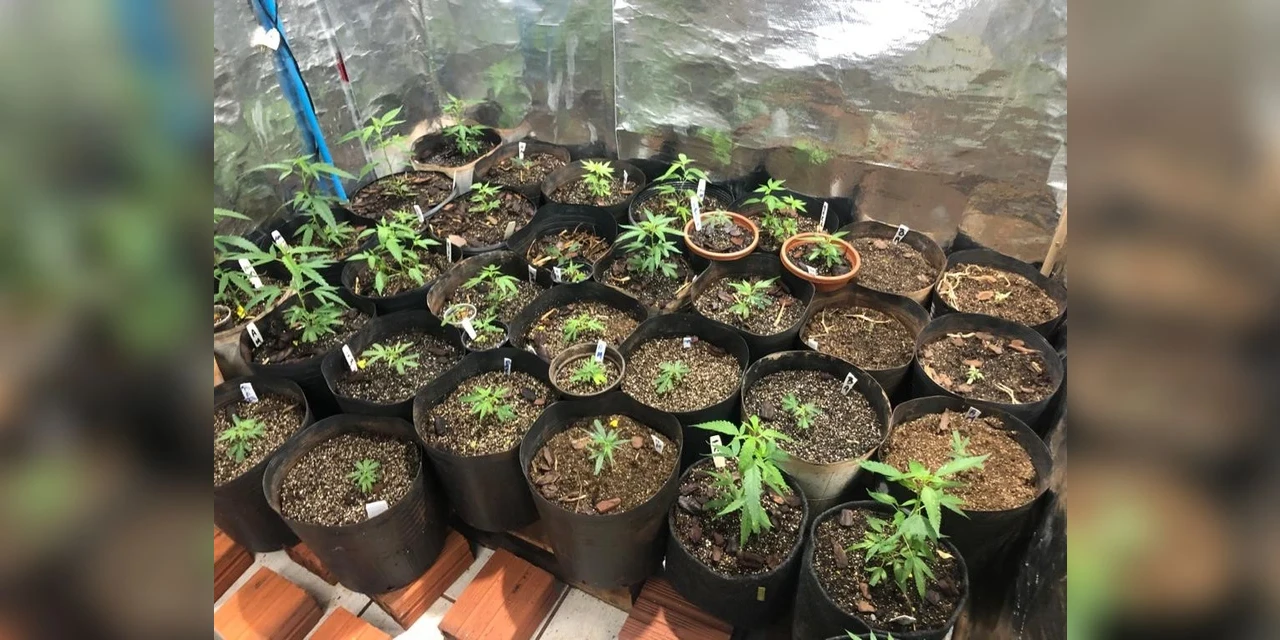 Policia Civil encontra cultivo de mais de 80 tipos de maconha no Paraná