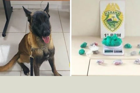 Com ajuda do cão Bolt, PM prende rapaz e fecha boca de fumo em Uvaranas
