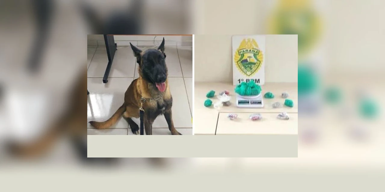 Com ajuda do cão Bolt, PM prende rapaz e fecha boca de fumo em Uvaranas
