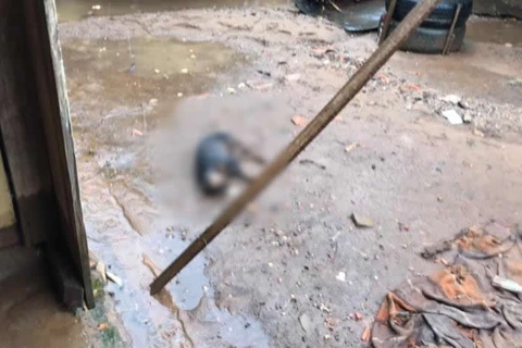 Cão morre afogado devido à alagamento em Ponta Grossa