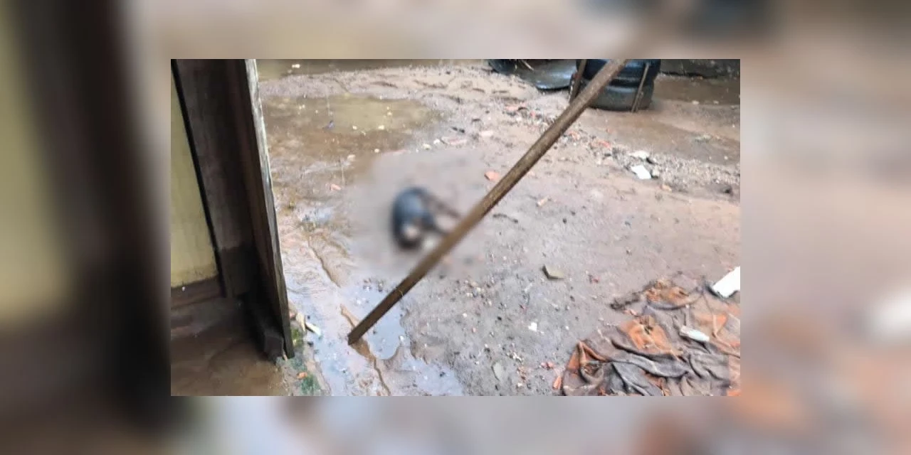 Cão morre afogado devido à alagamento em Ponta Grossa