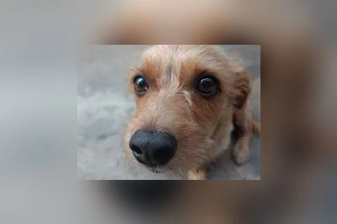 Homem é preso depois de atirar em cachorro com espingarda de pressão