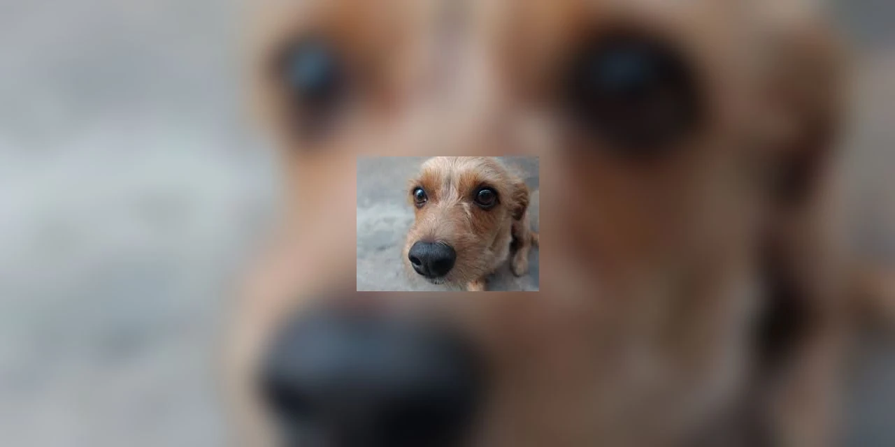 Homem é preso depois de atirar em cachorro com espingarda de pressão