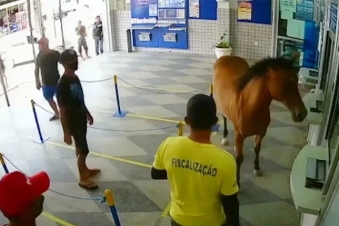 Cavalo invade lotérica e vira meme; "queria retirar o auxilio emergencial"