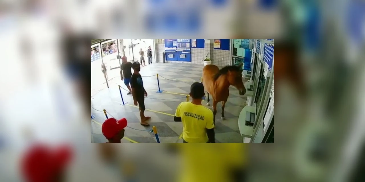 Cavalo invade lotérica e vira meme; "queria retirar o auxilio emergencial"