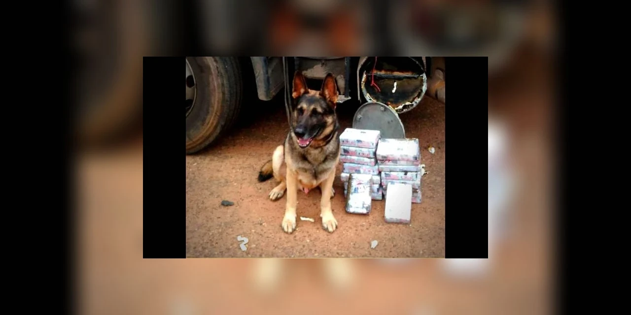 Policiais prestam homenagem a cão farejador que morreu aos 12 anos de idade