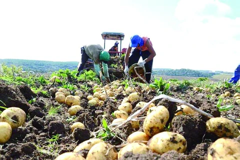 Agencia do Trabalhador abre 200 vagas temporárias safristas; veja!