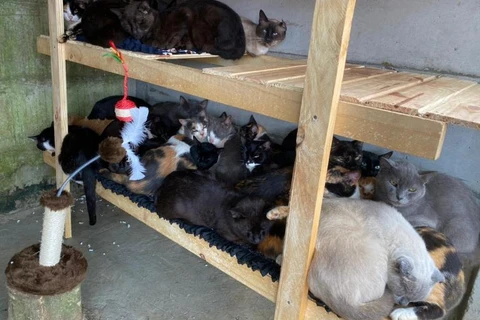 Policia Civil resgata 90 felinos em Ponta Grossa.