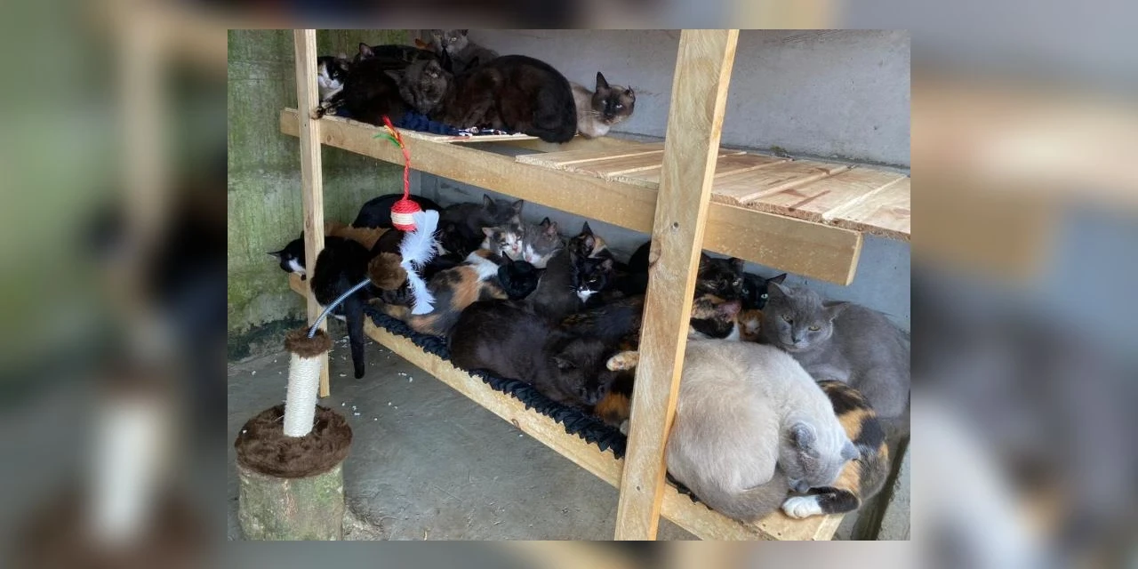 Policia Civil resgata 90 felinos em Ponta Grossa.