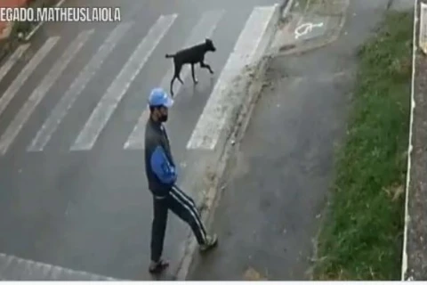 Policia procura homem flagrado abusando sexualmente de cãozinho em Curitiba