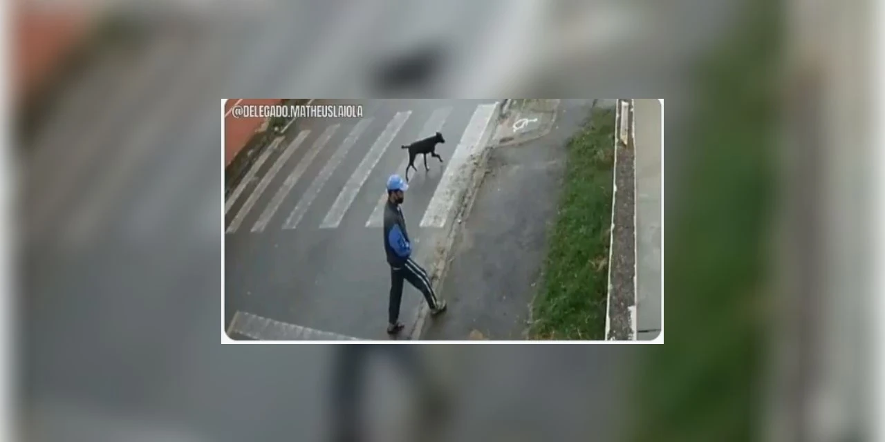 Policia procura homem flagrado abusando sexualmente de cãozinho em Curitiba