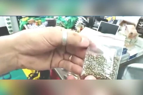 Homem é flagrado com porções e sementes de maconha em PG