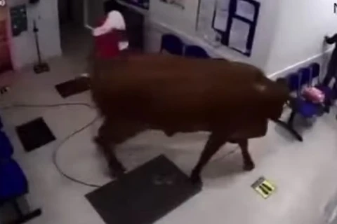 Vídeo mostra vaca invadindo hospital e atacando pacientes