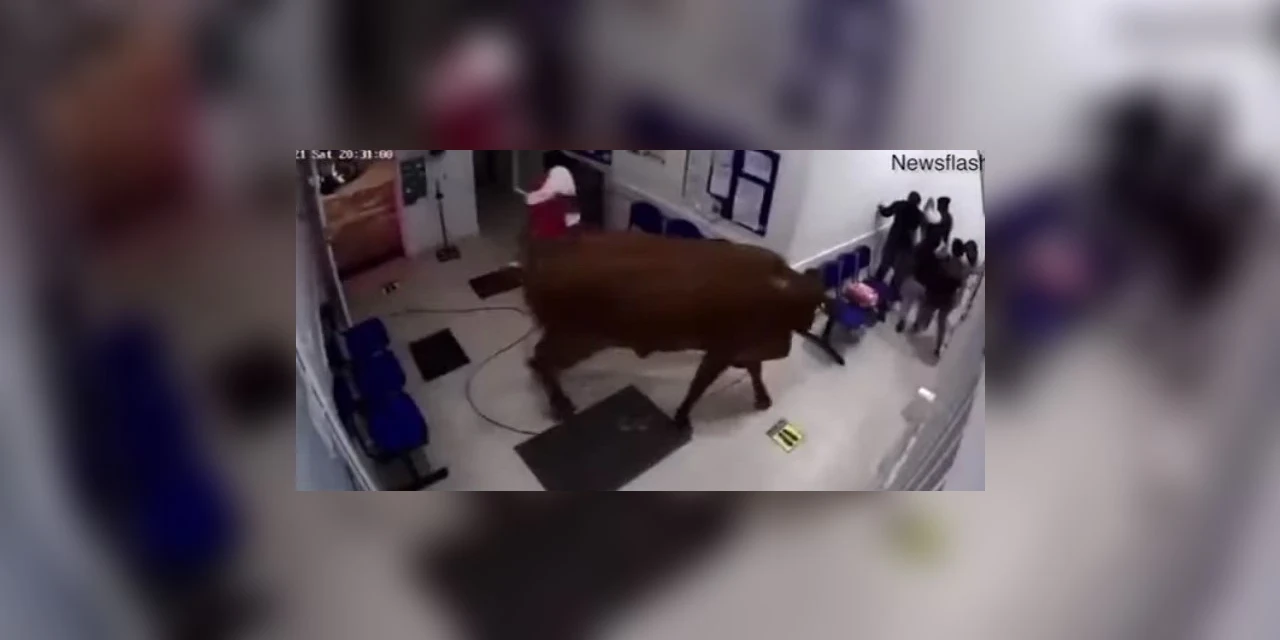 Vídeo mostra vaca invadindo hospital e atacando pacientes