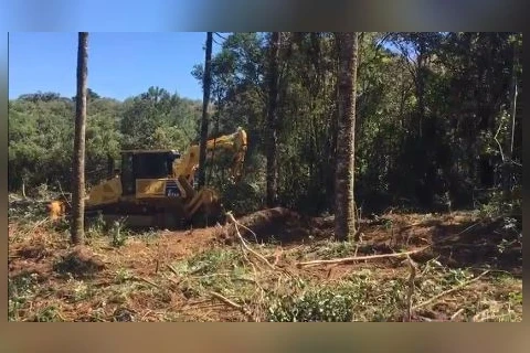 Três suspeitos são presos em flagrante destruindo vegetação nativa