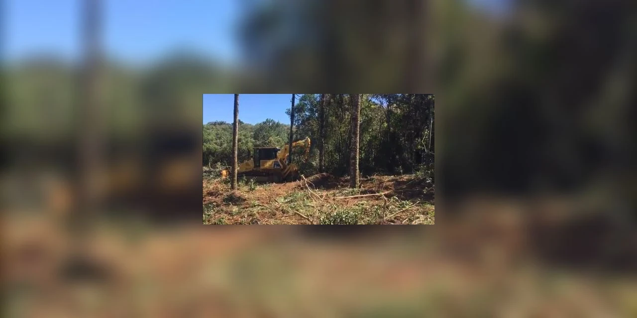 Três suspeitos são presos em flagrante destruindo vegetação nativa