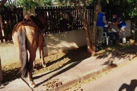 Idoso é atendido pelo Siate após levar cabeçada de cavalo em PG; veja video!