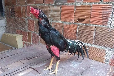 Galo usado em rinha ilegal mata o próprio dono