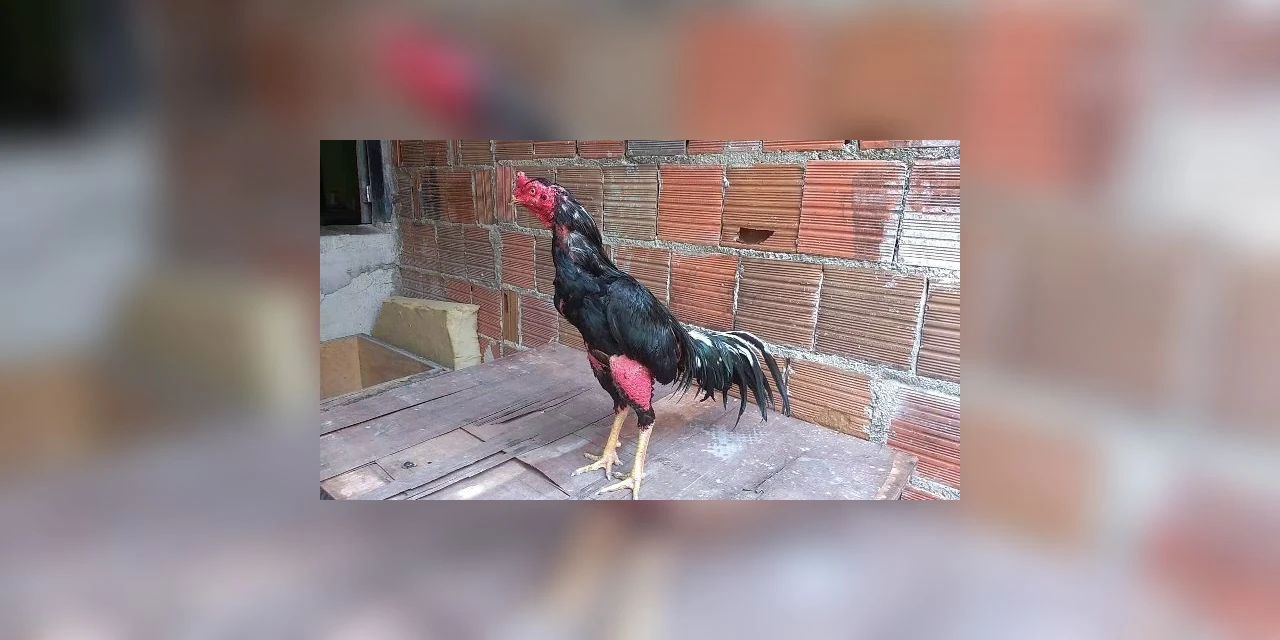 Galo usado em rinha ilegal mata o próprio dono
