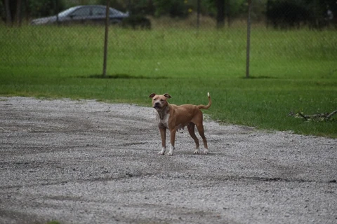 Homem morre após ser atacado por cães da raça Pitbull no Paraná