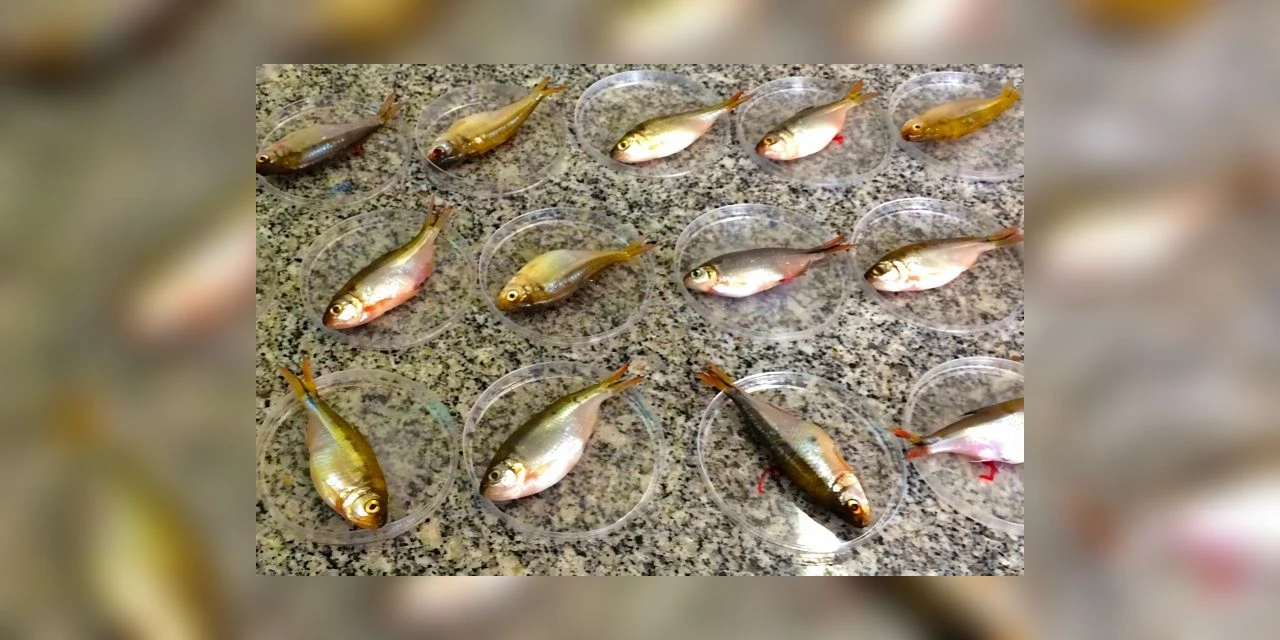 Pesquisadores da UEPG encontram agrotóxicos banidos em peixes do Alagados