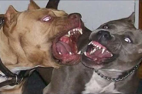 Pitbull escapa de residência e ataca cão em Ponta Grossa