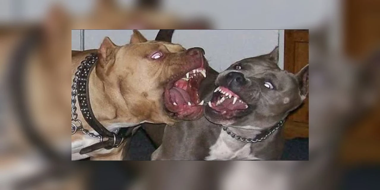 Pitbull escapa de residência e ataca cão em Ponta Grossa