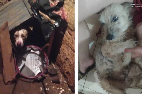 Mulher diz que teve que 'lutar muito' para livrar cãozinho de ataque de pitbull em PG