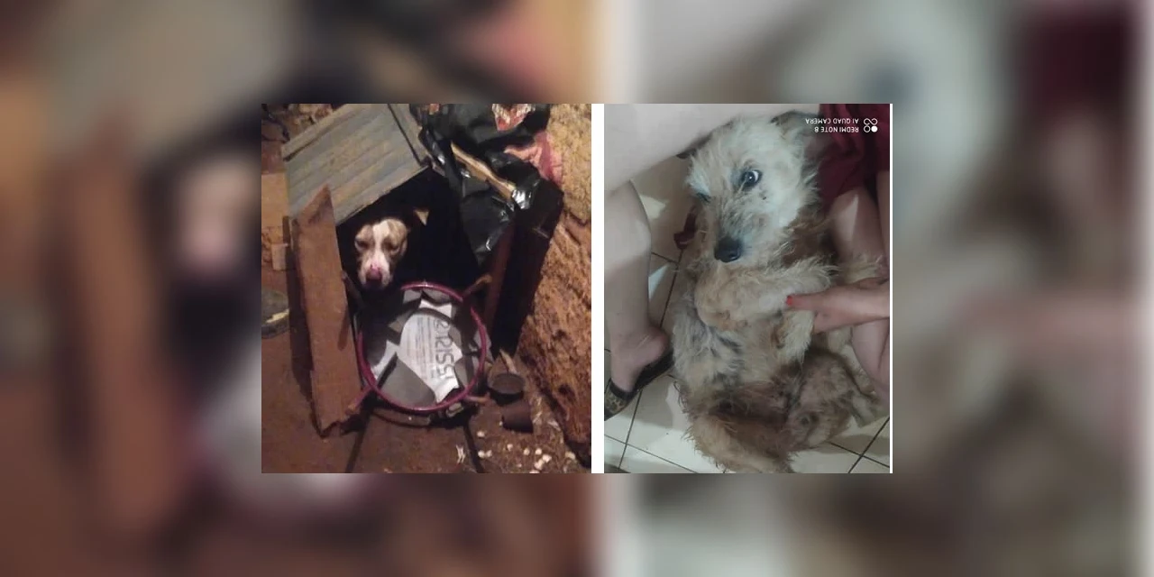 Mulher diz que teve que 'lutar muito' para livrar cãozinho de ataque de pitbull em PG