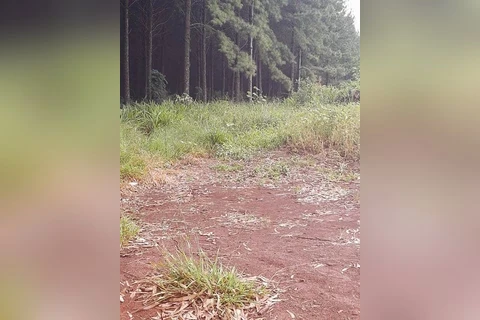 Policia civil prende suspeito de espancar e estuprar mulher em Imbituva