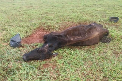 Estelionatário compra gado leiteiro, não paga e deixa morrer de fome; diz policia