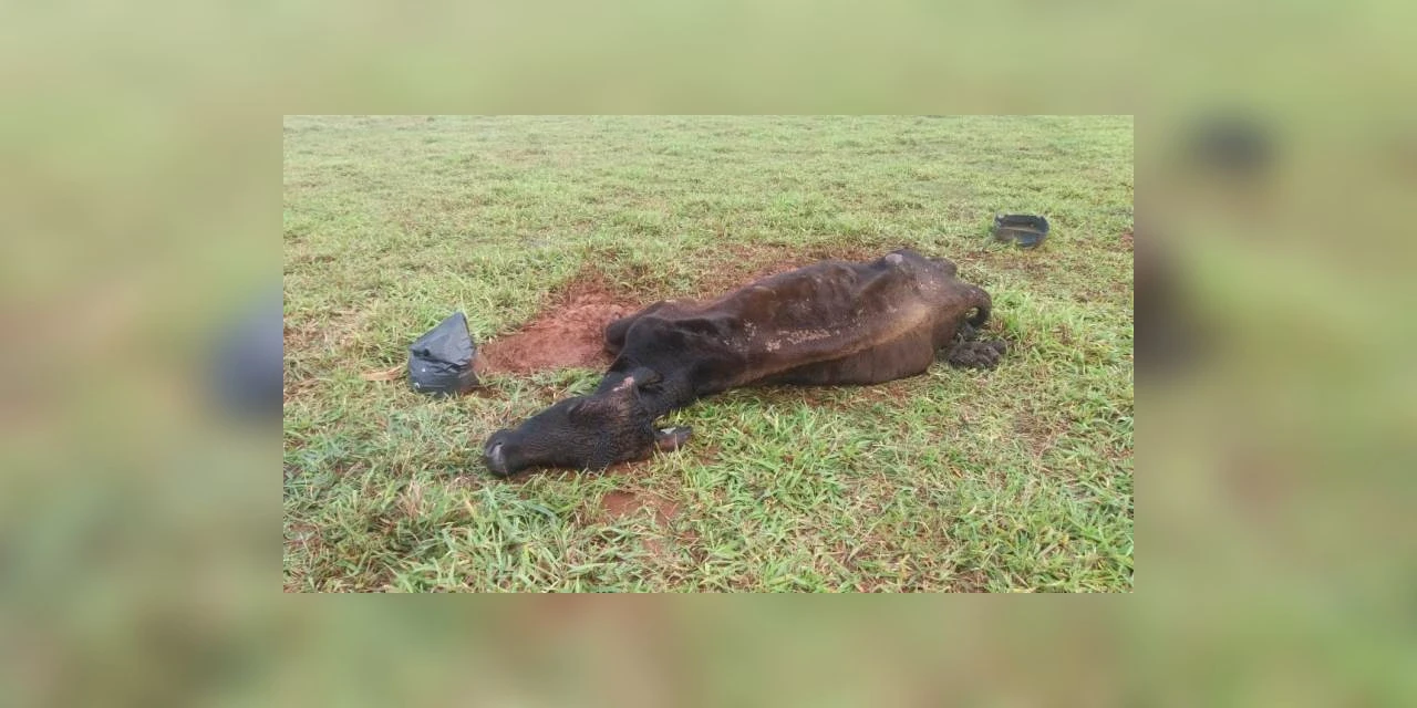 Estelionatário compra gado leiteiro, não paga e deixa morrer de fome; diz policia