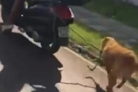 Polícia resgata cachorro que estava sendo puxado por motocicleta; tutora foi identificada