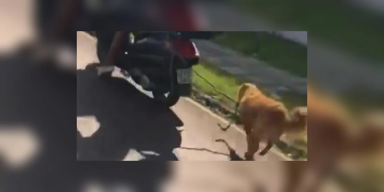 Polícia resgata cachorro que estava sendo puxado por motocicleta; tutora foi identificada