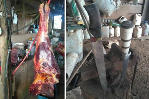 Abatedouro clandestino de cavalos é desmantelado no Paraná