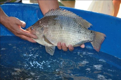 Para evitar aglomerações e frear pandemia, PG cancela "Feira do Peixe"