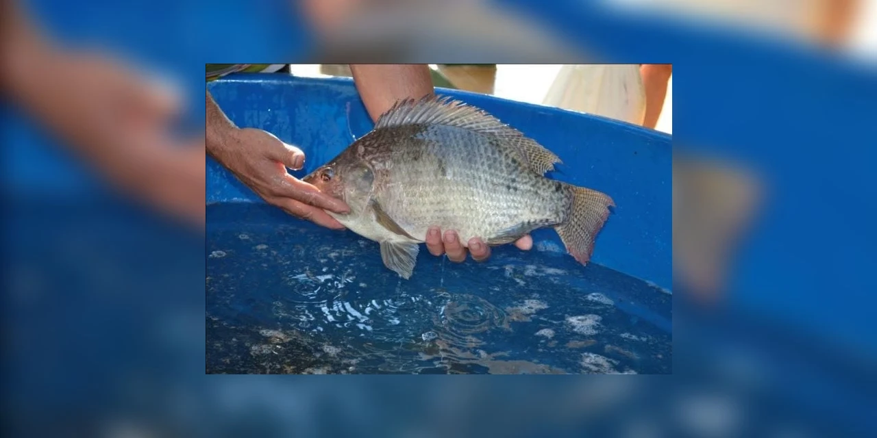 Para evitar aglomerações e frear pandemia, PG cancela "Feira do Peixe"