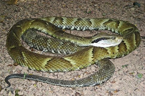 Policiais salvam a vida de idosa picada por Jararaca