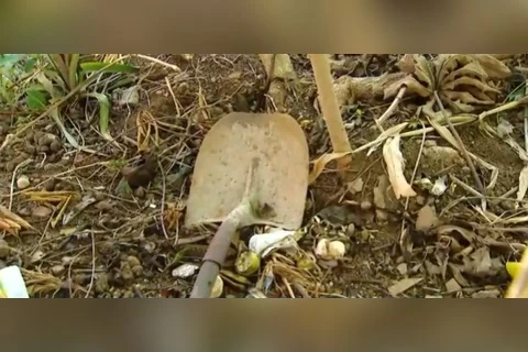 Estudante de medicina é assassinada e enterrada no quintal da casa do criminoso