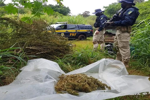 PRF estoura galpão de plantação de maconha no Paraná
