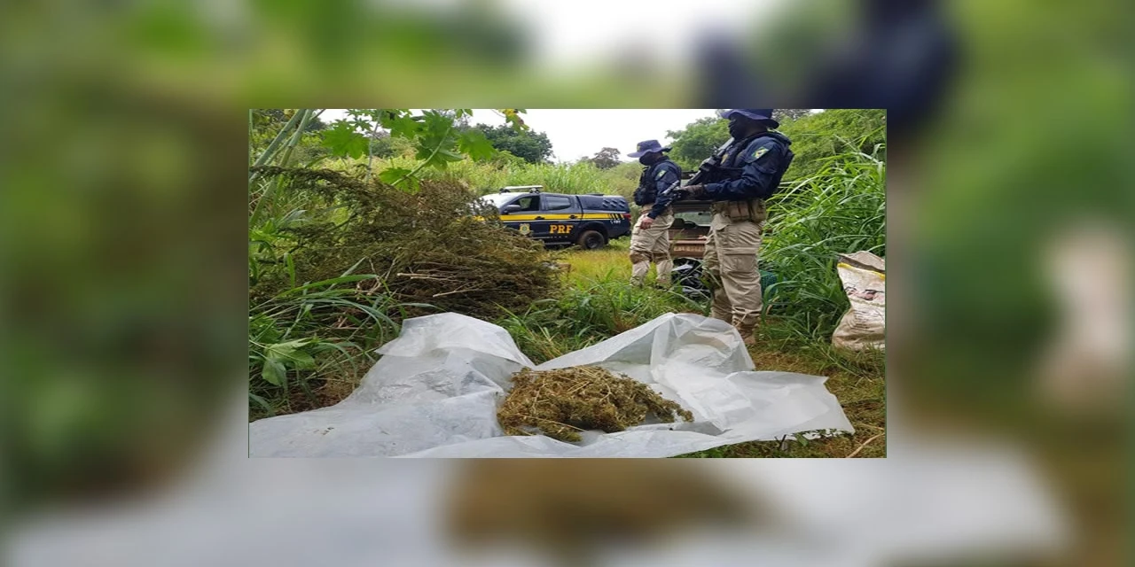 PRF estoura galpão de plantação de maconha no Paraná