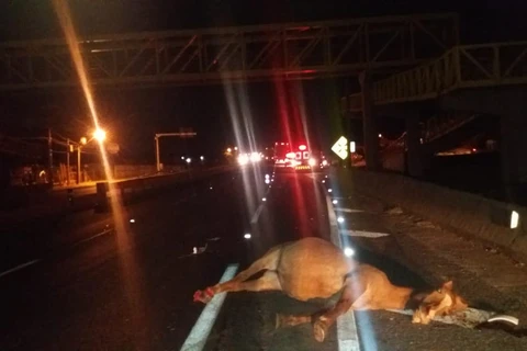 Éguas morrem ao serem atropeladas por caminhão na Souza Naves, em Ponta Grossa