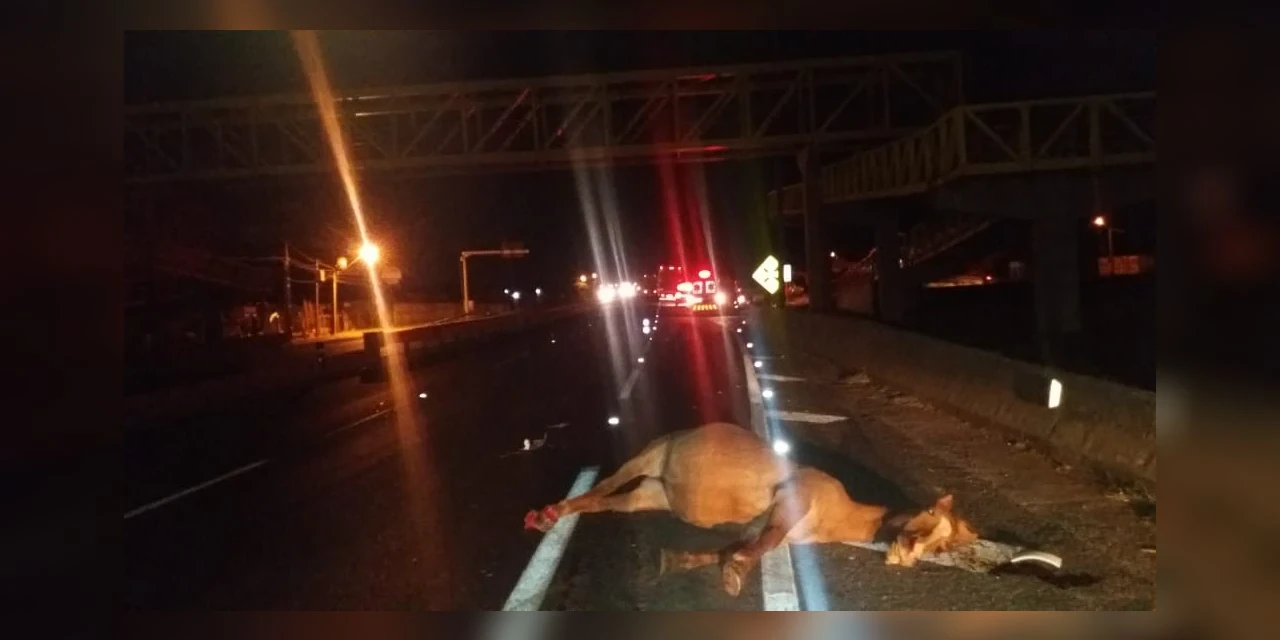 Éguas morrem ao serem atropeladas por caminhão na Souza Naves, em Ponta Grossa