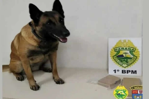 Cão de faro encontra pacote de ração recheada de crack; diz PM
