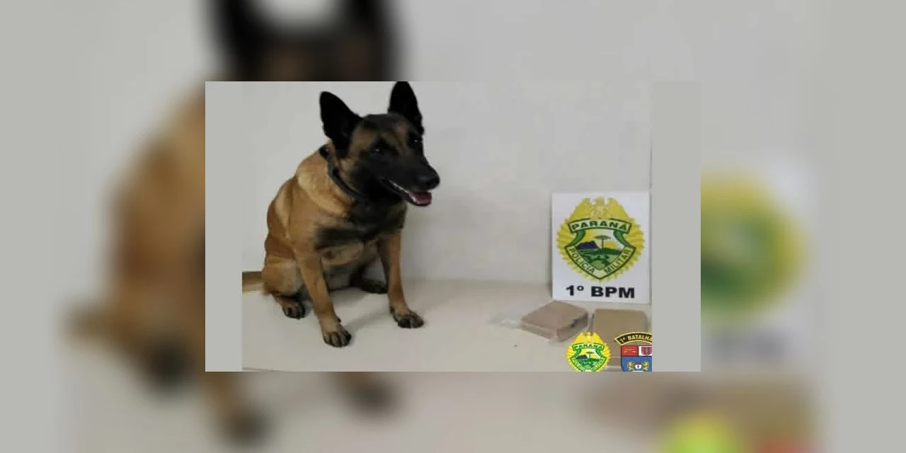 Cão de faro encontra pacote de ração recheada de crack; diz PM
