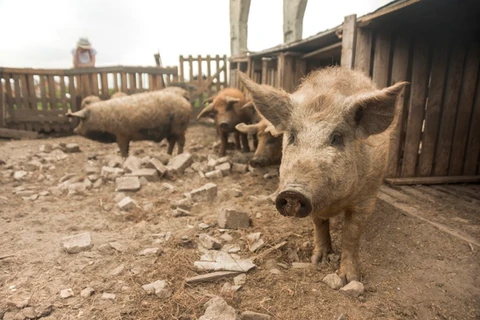 Idoso morre em chiqueiro e tem parte do corpo comido por porcos, em Castro