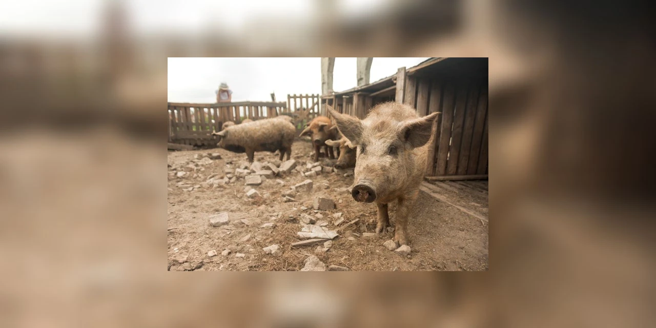 Idoso morre em chiqueiro e tem parte do corpo comido por porcos, em Castro
