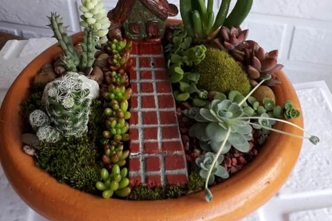 Casa do Artesão promove Feira de Suculentas do Dia das Mães