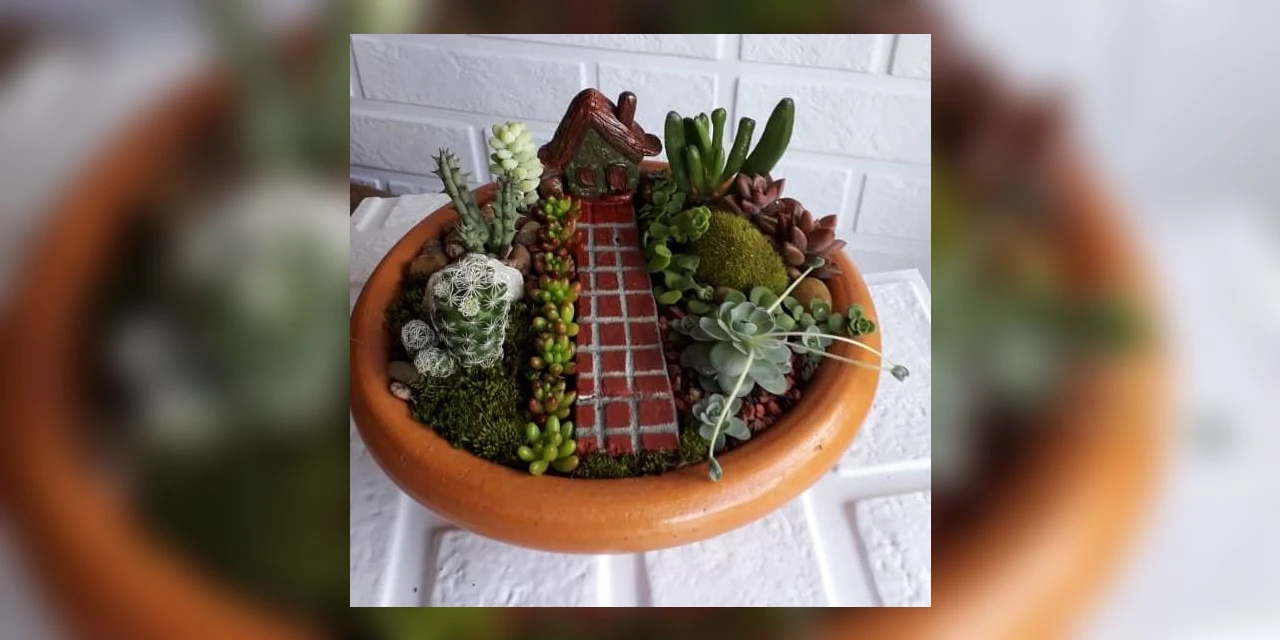 Casa do Artesão promove Feira de Suculentas do Dia das Mães