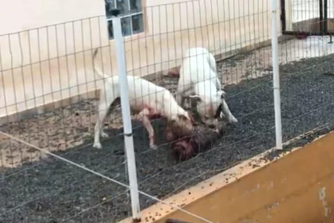 Homem é autuado por omissão na guarda de Pit bulls que mataram cão do vizinho em PG